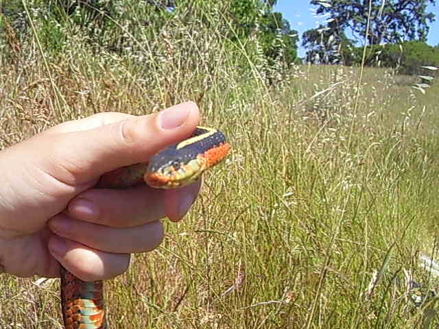 Thamnophis elegans terrestris