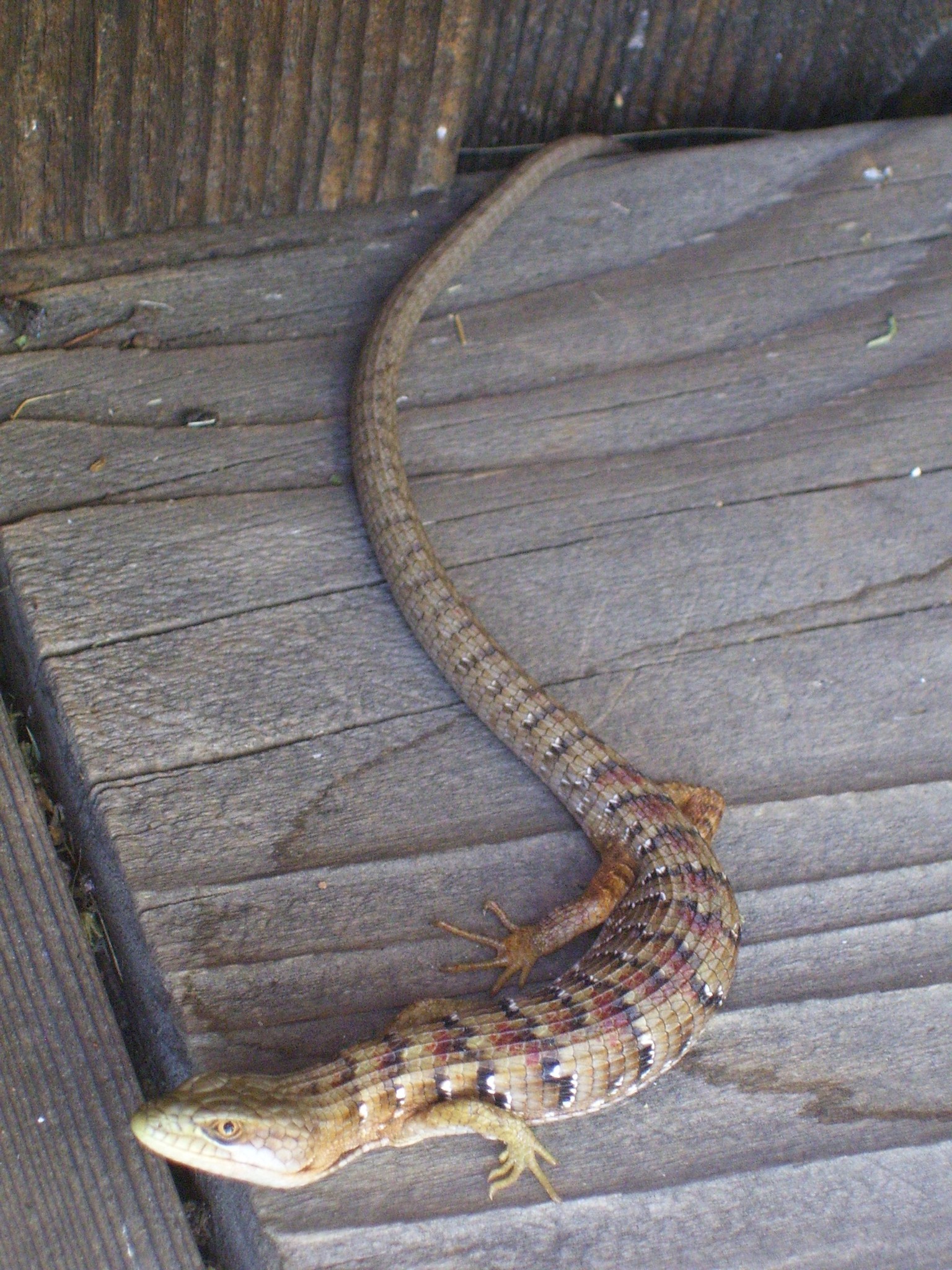 Elgaria multicarinata