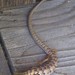 Southern Alligator Lizard