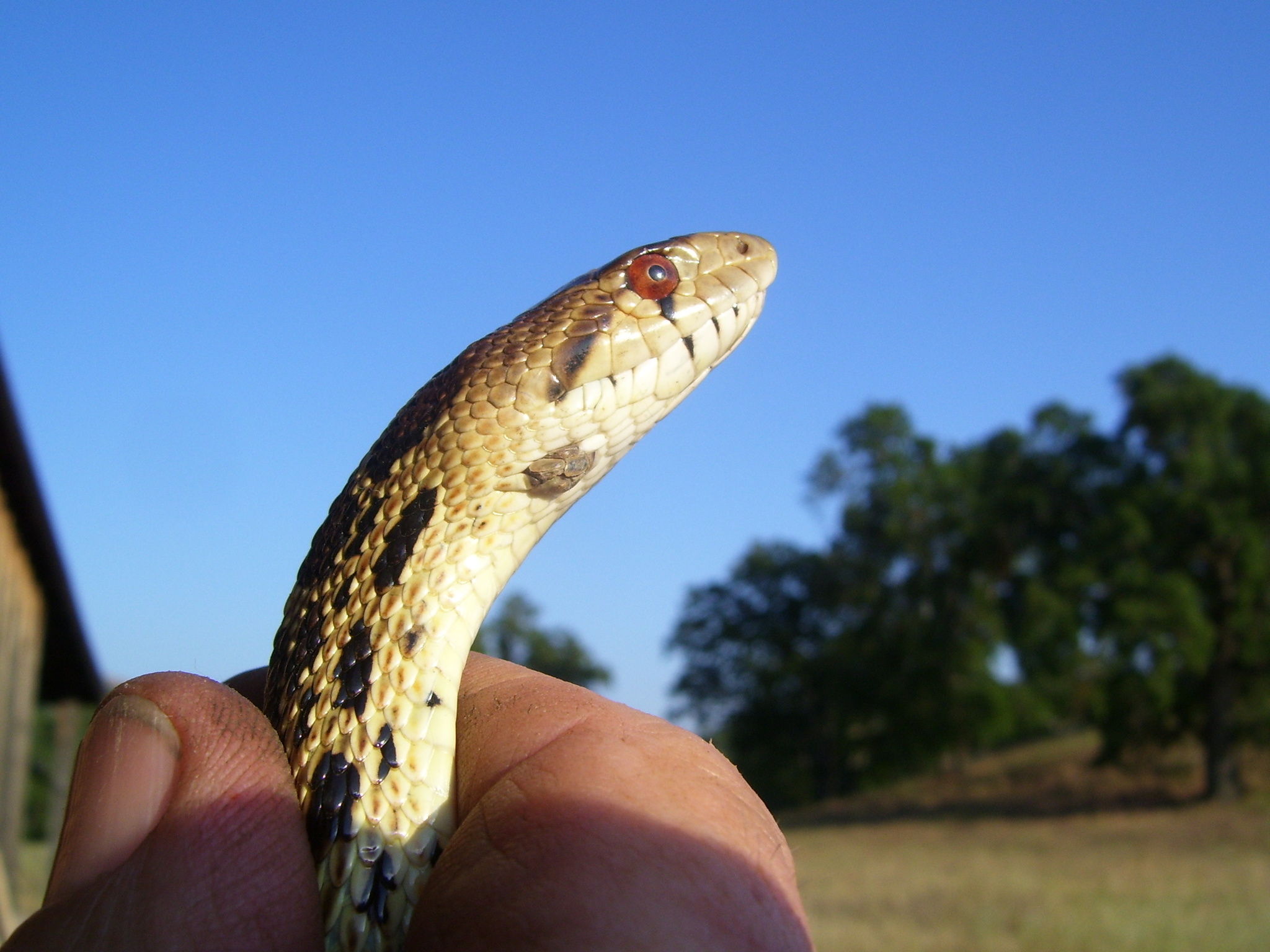 Pituophis catenifer catenifer