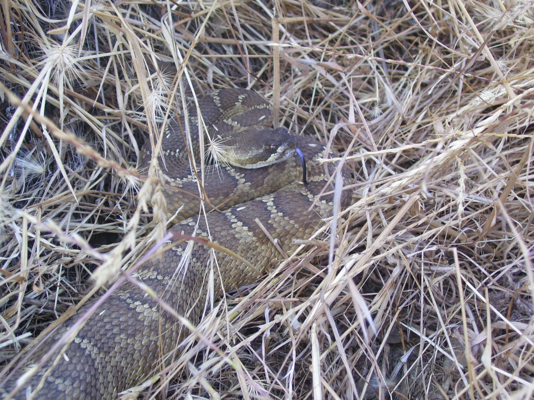 Crotalus oreganus oreganus