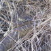 Northern Pacific Rattlesnake