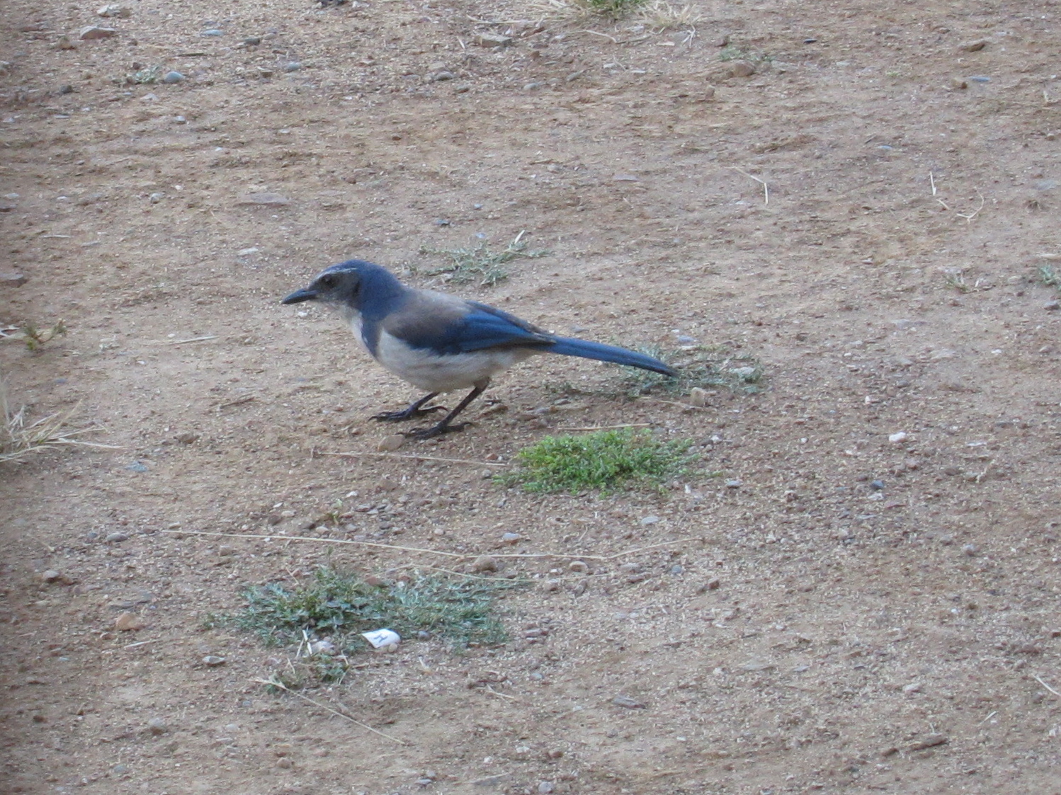 Aphelocoma californica