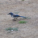 California Scrub-Jay