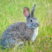 Brush Rabbit