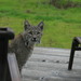 Bobcat