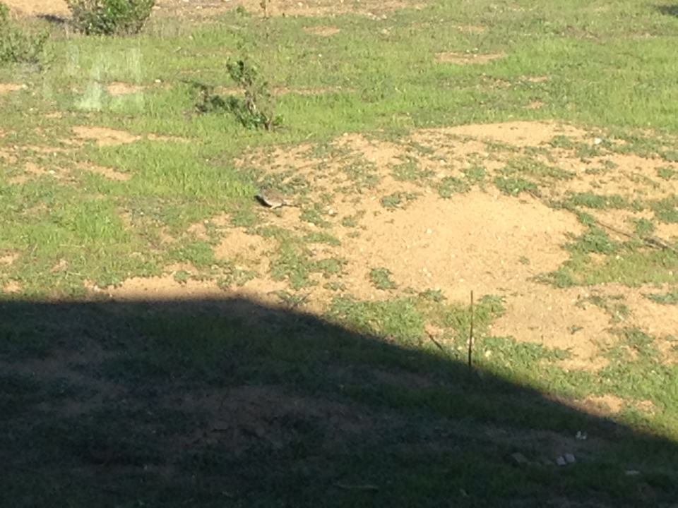 Zonotrichia leucophrys