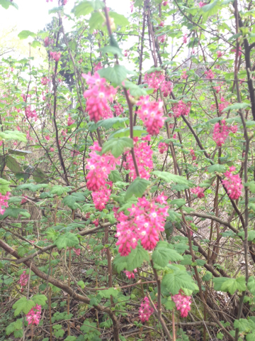Ribes sanguineum