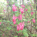 Red-flowering Currant