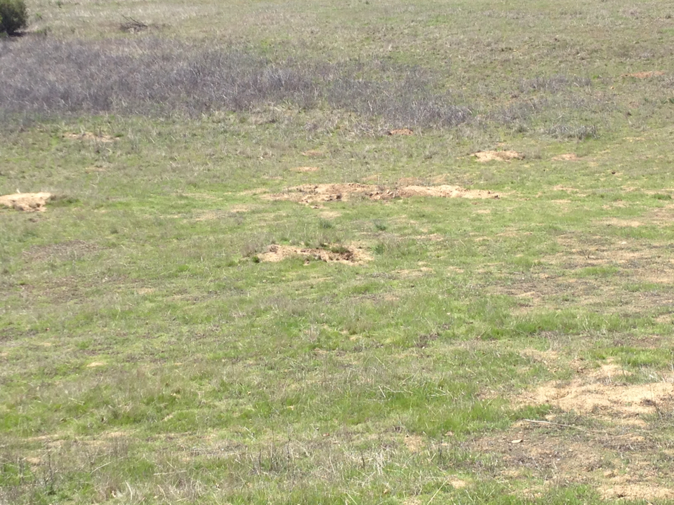 Otospermophilus beecheyi