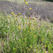 Fiddlenecks