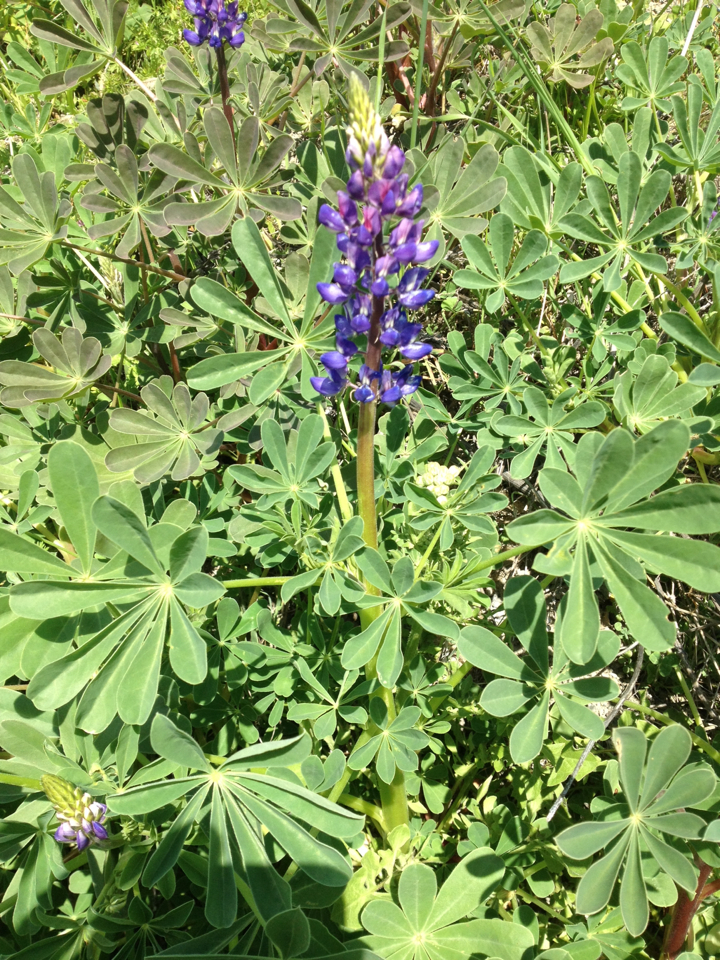Lupinus succulentus