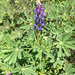 arroyo lupine