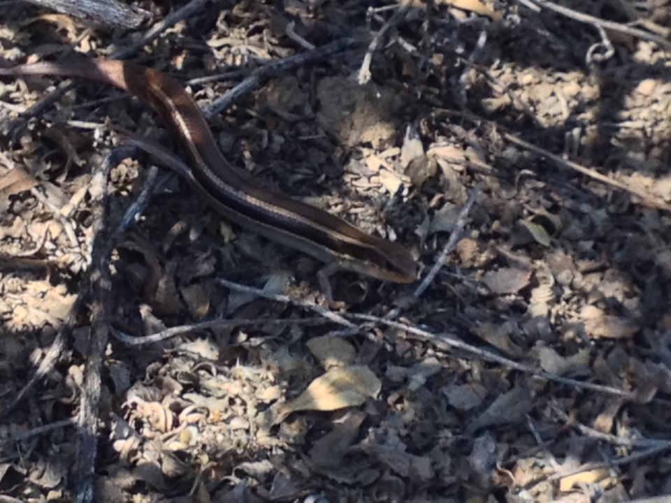 Plestiodon skiltonianus