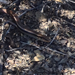 Western Skink
