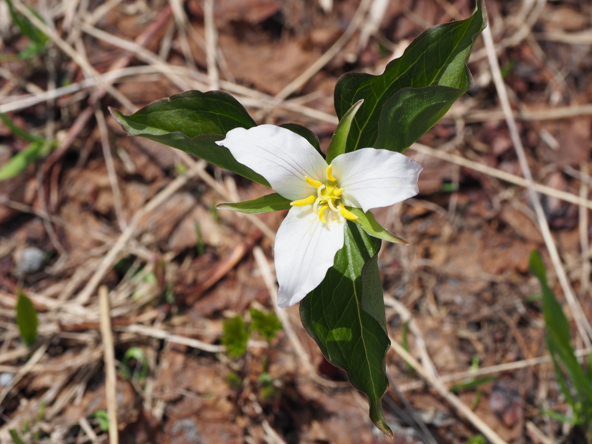 Trillium ovatum