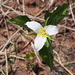 Pacific trillium