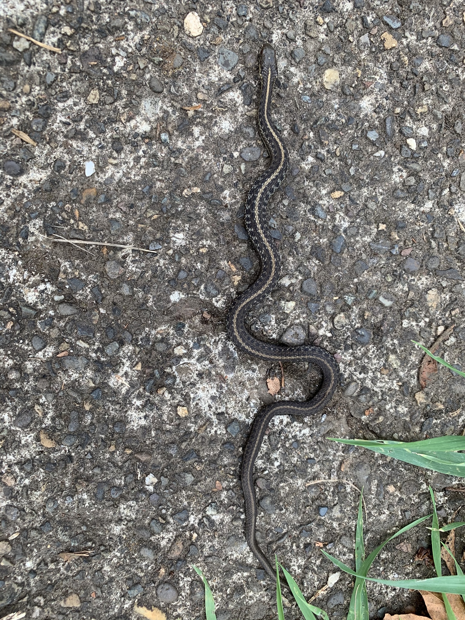 Thamnophis ordinoides