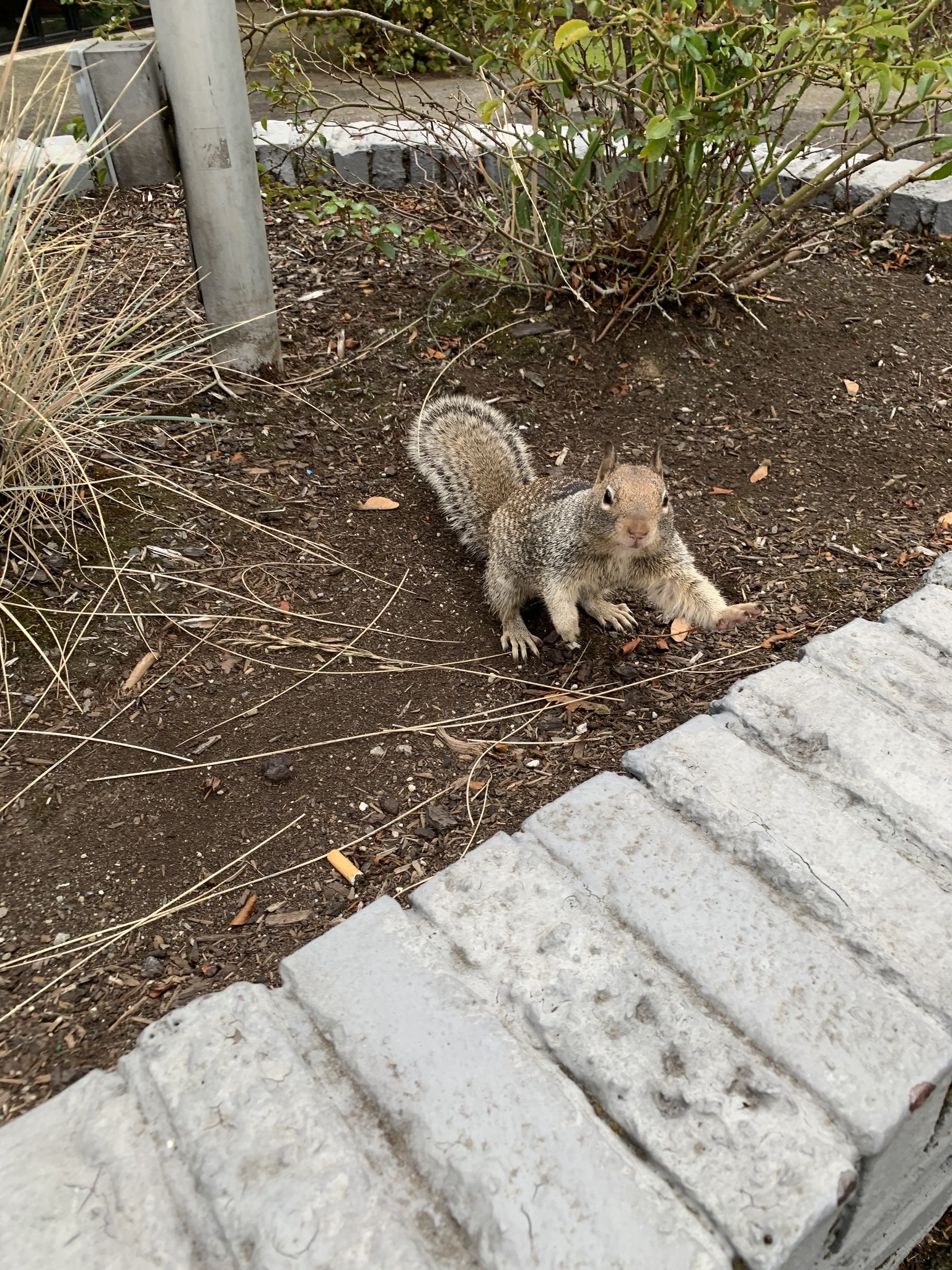 Otospermophilus douglasii