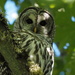 Barred Owl
