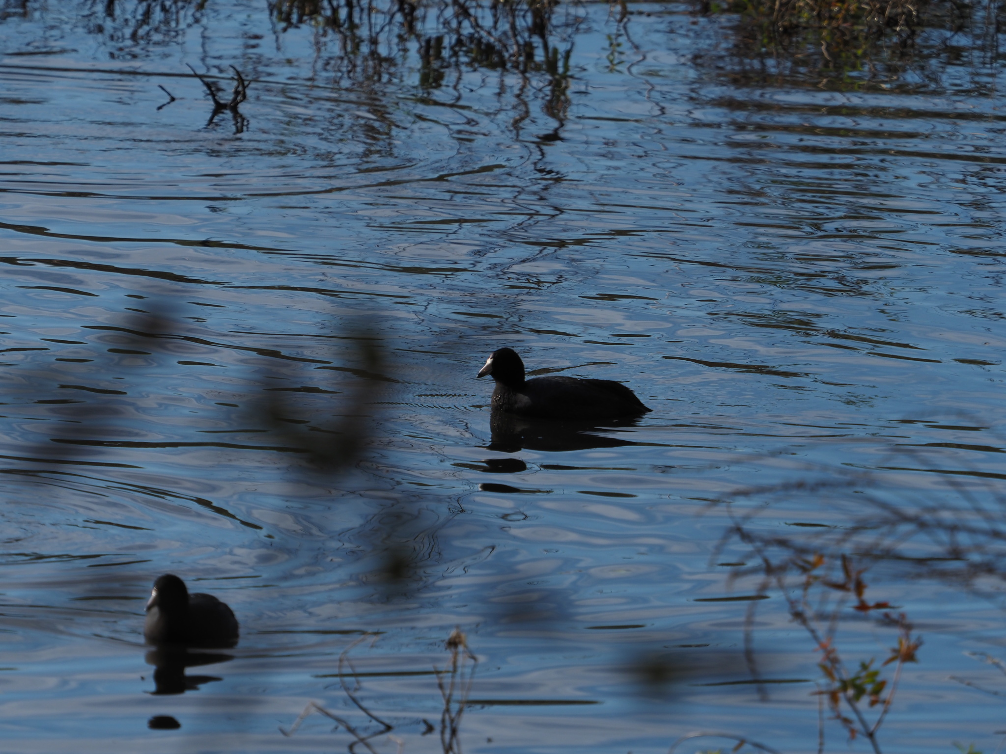 Fulica americana