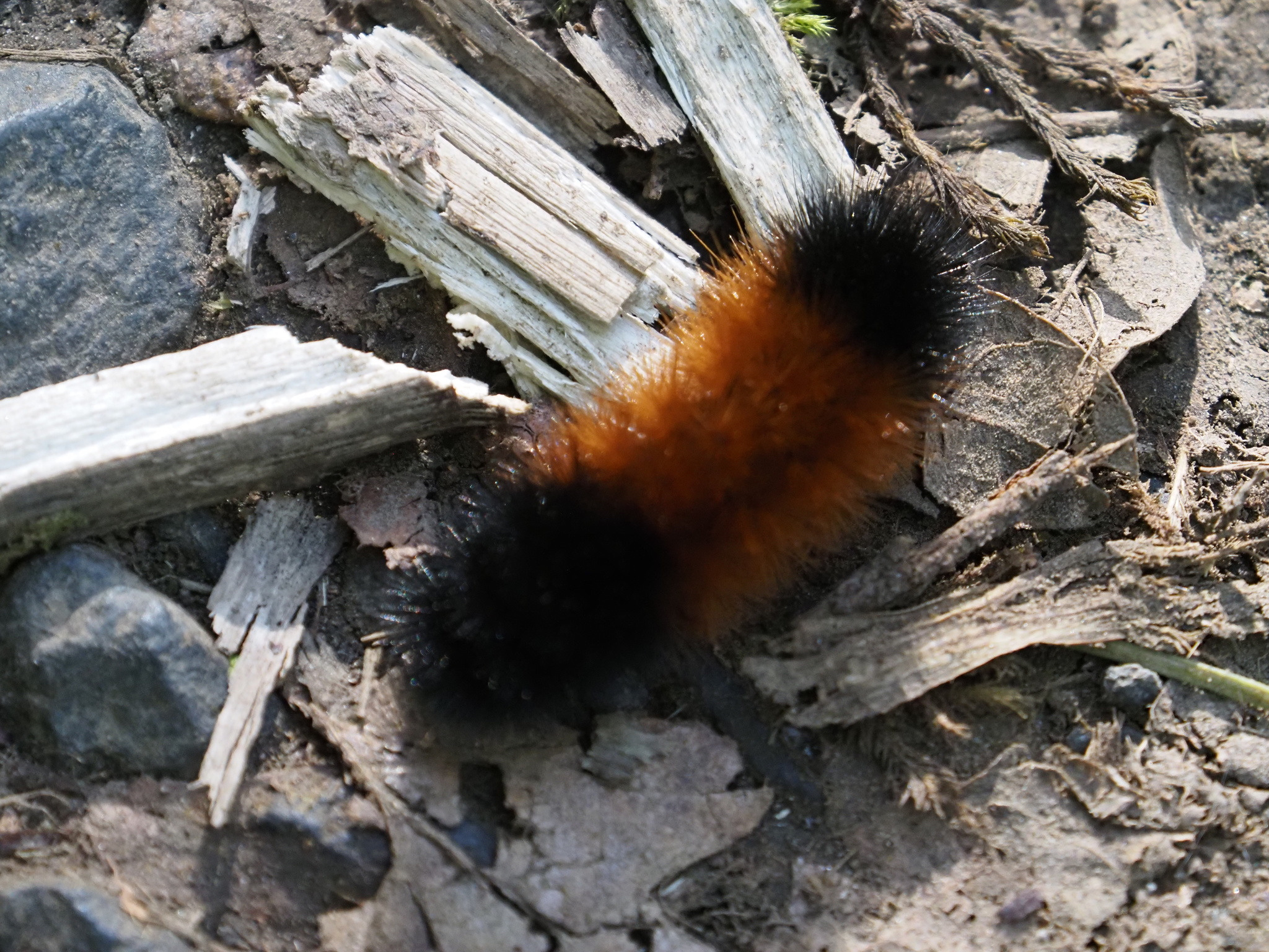 Pyrrharctia isabella