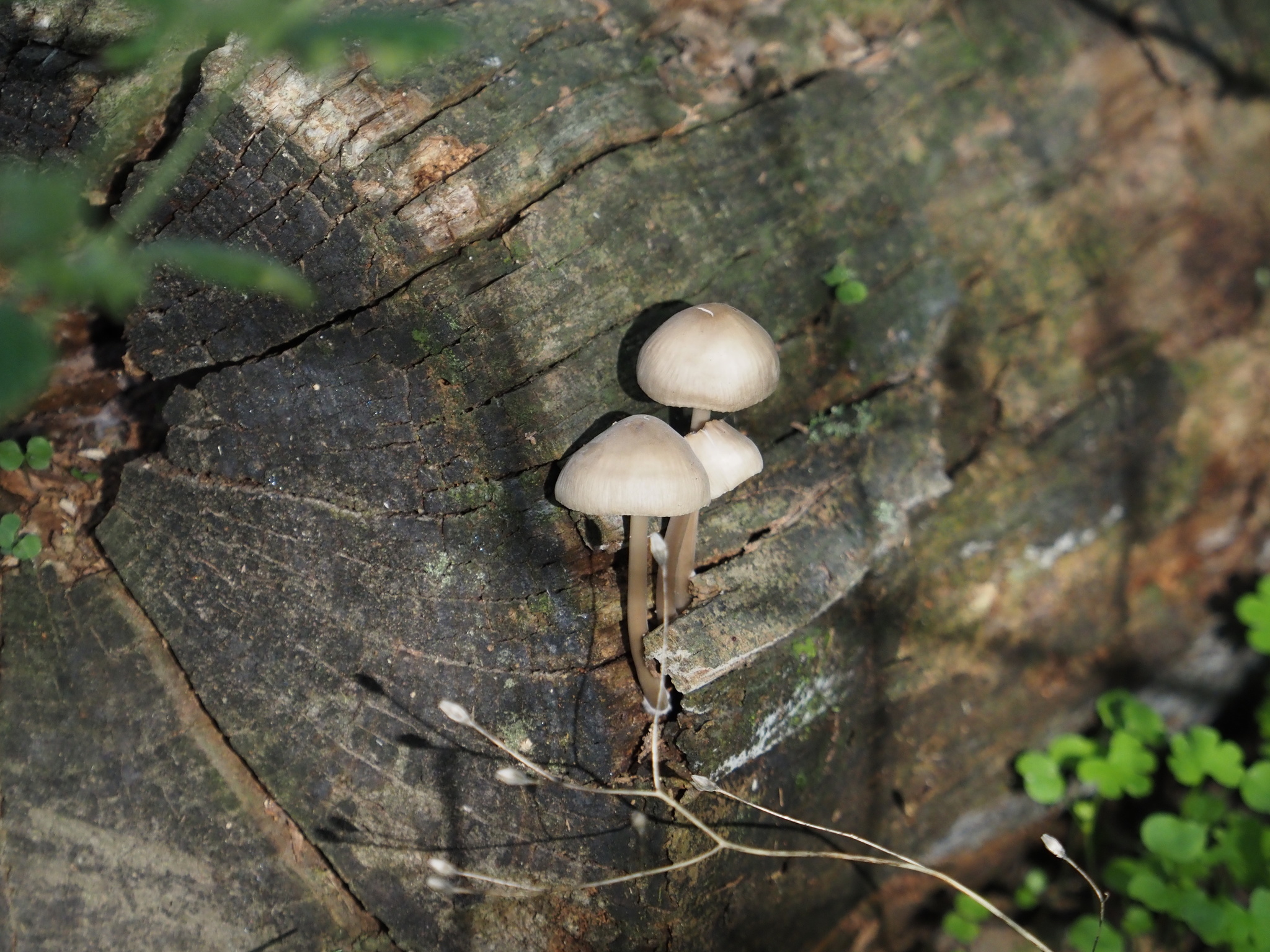 Mycena