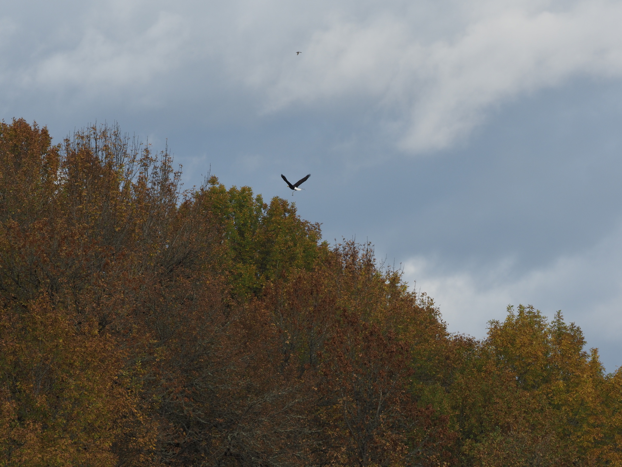 Haliaeetus leucocephalus