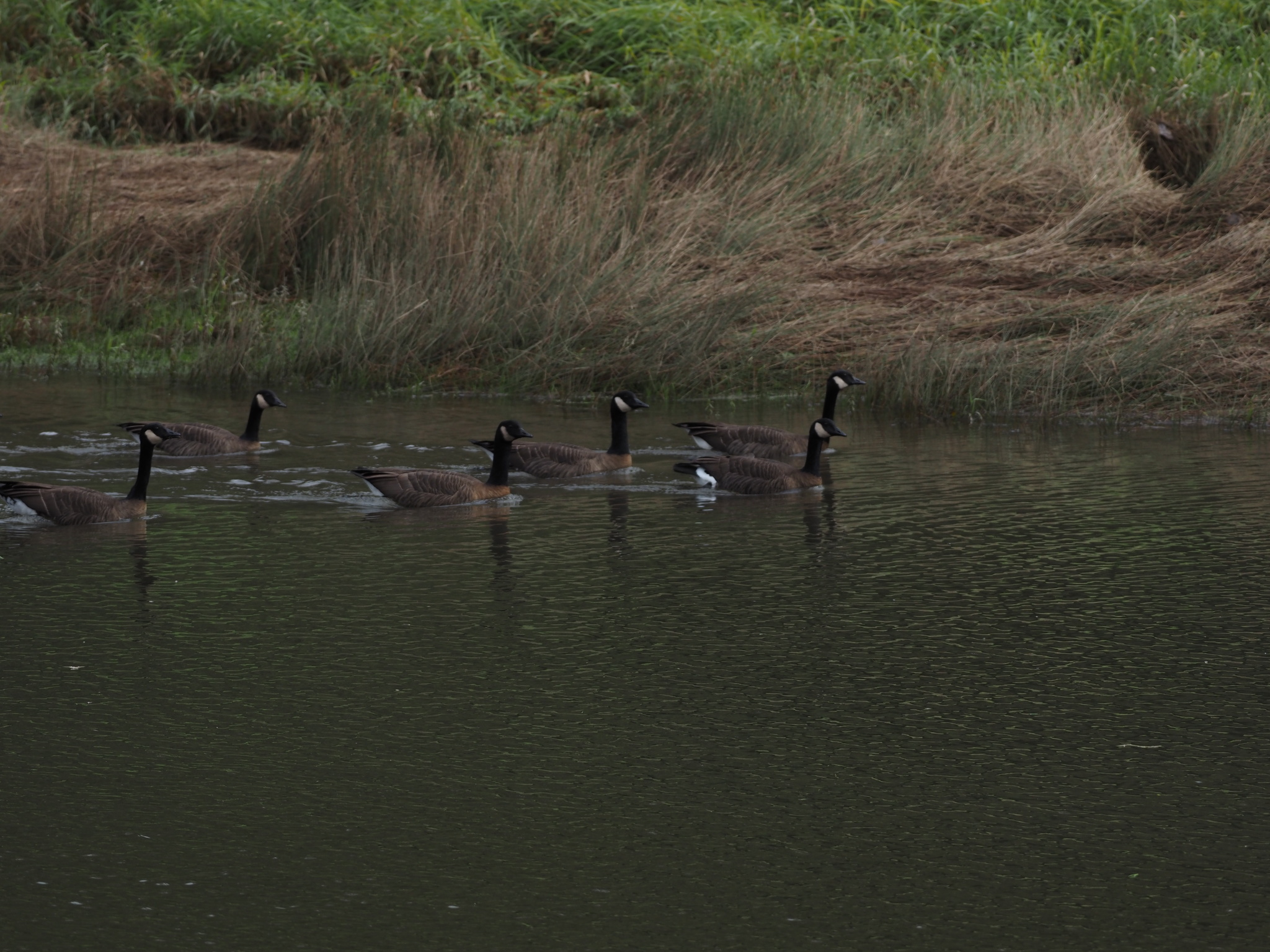 Branta canadensis