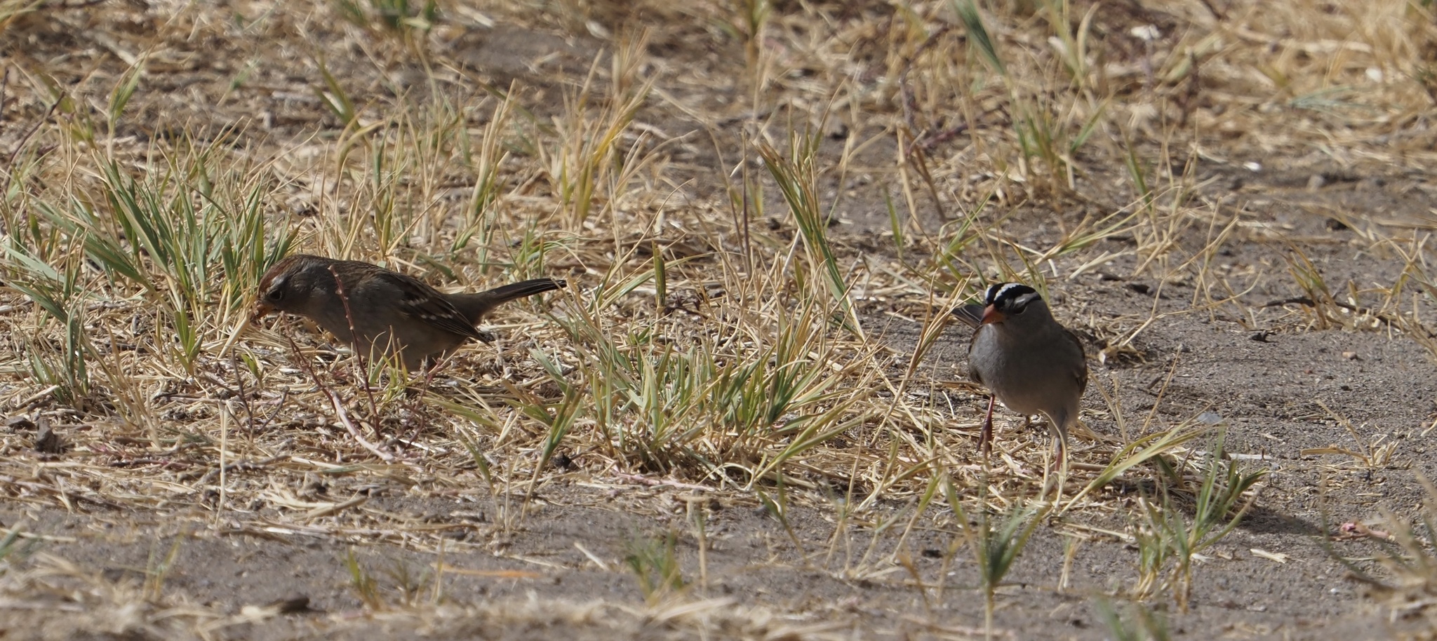 Zonotrichia leucophrys