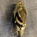 American Goldfinch