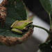 Pacific chorus frog