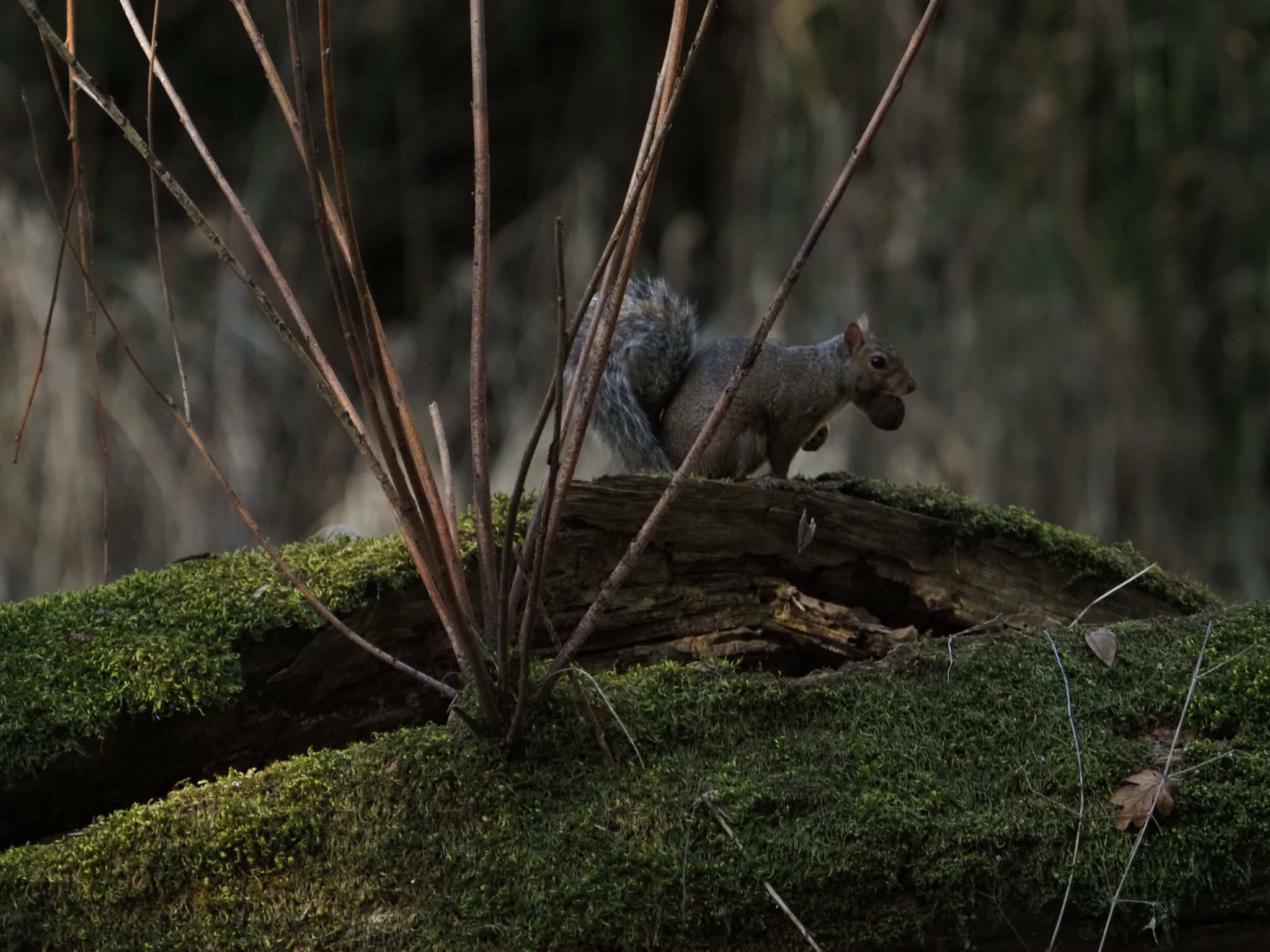 Sciurus carolinensis