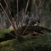 Eastern Gray Squirrel