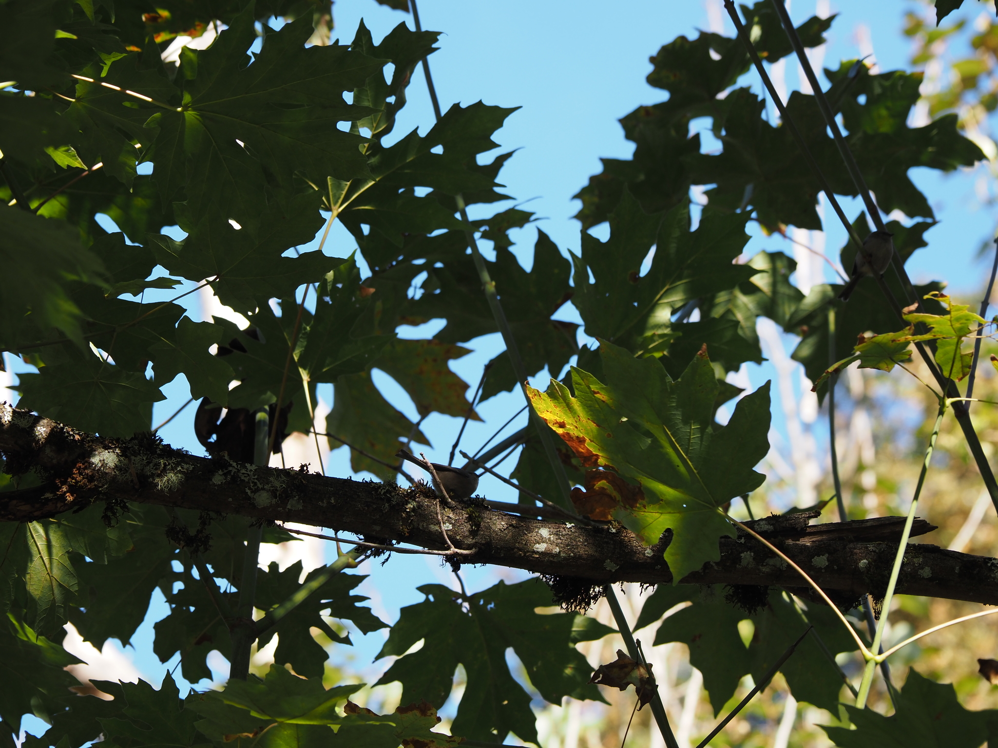 Psaltriparus minimus