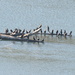Double-crested Cormorant
