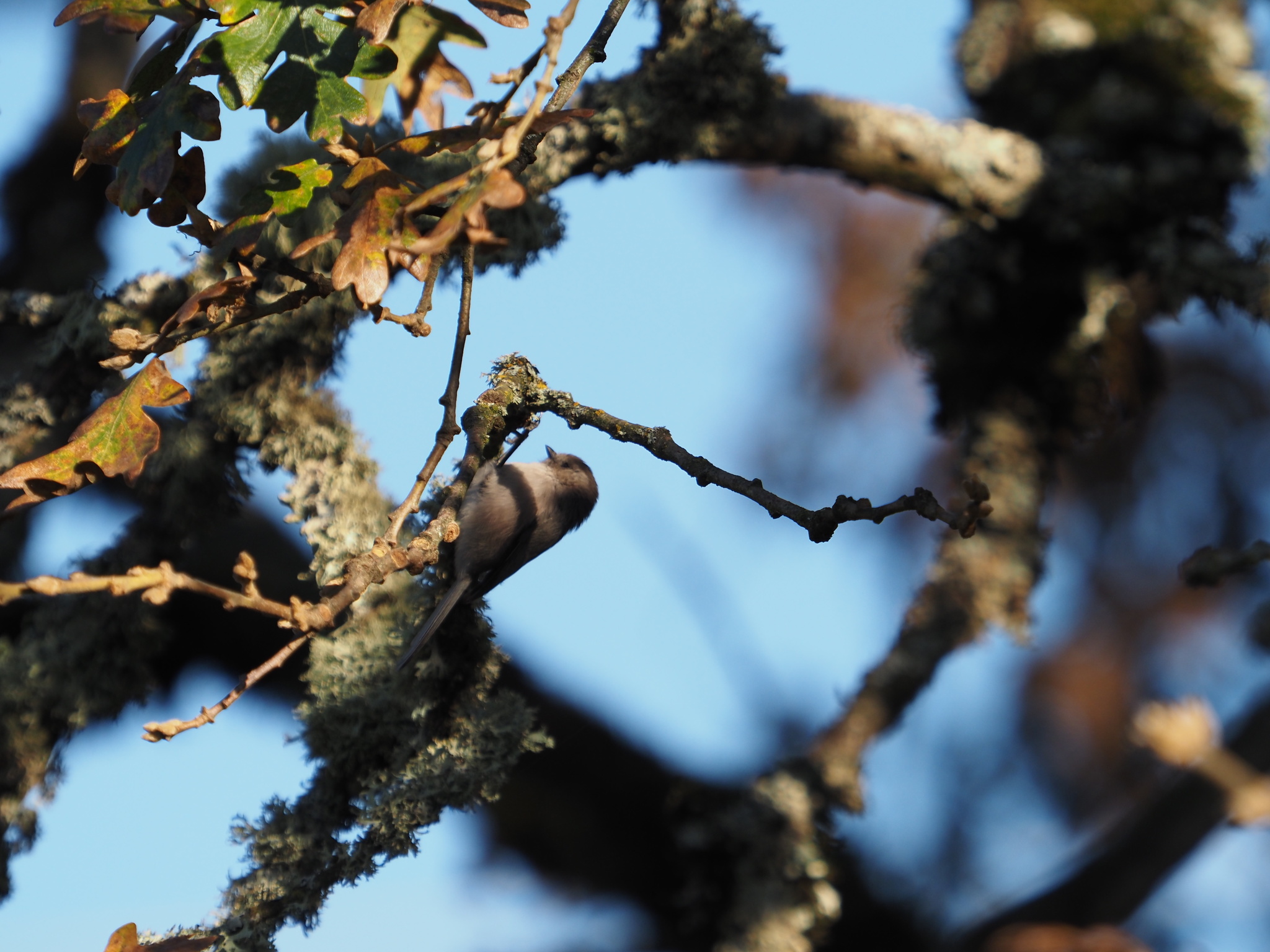 Psaltriparus minimus