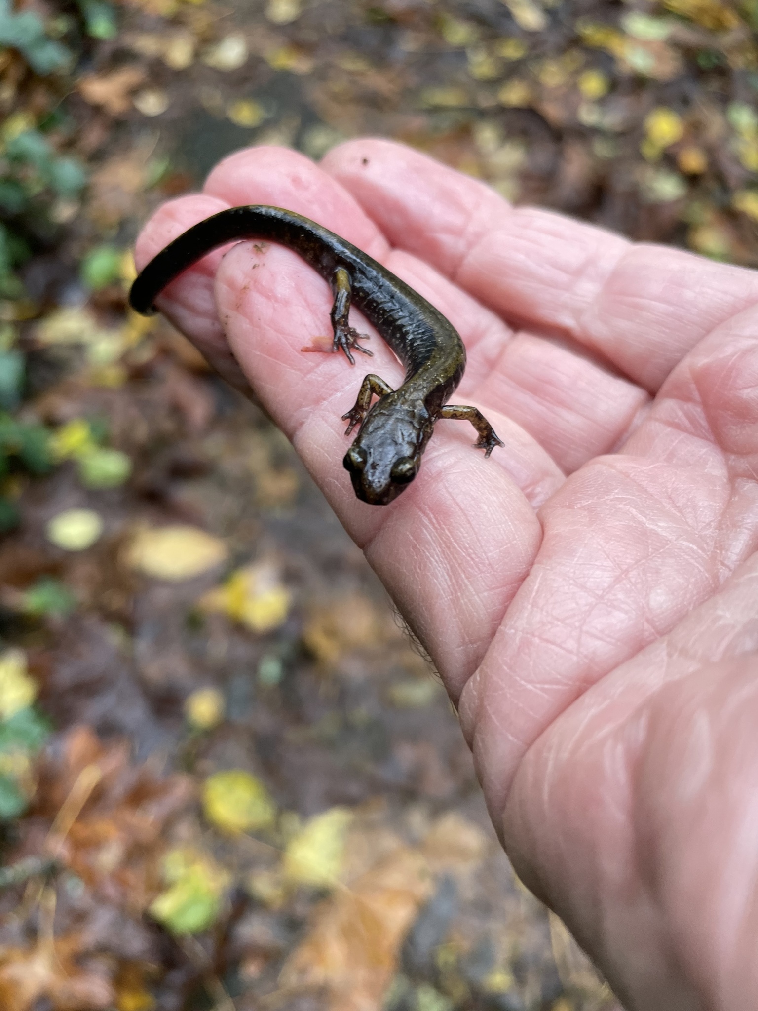 Plethodon dunni