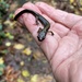 Dunn's Salamander
