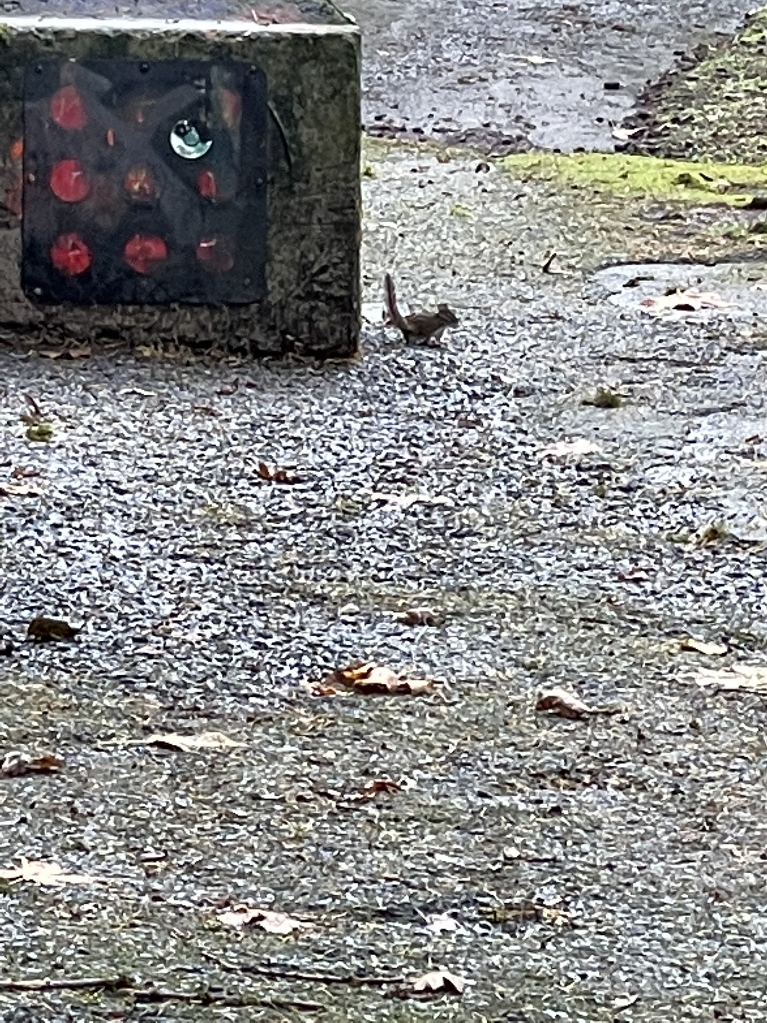 Neotamias townsendii