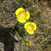 Yellow Mariposa Lily