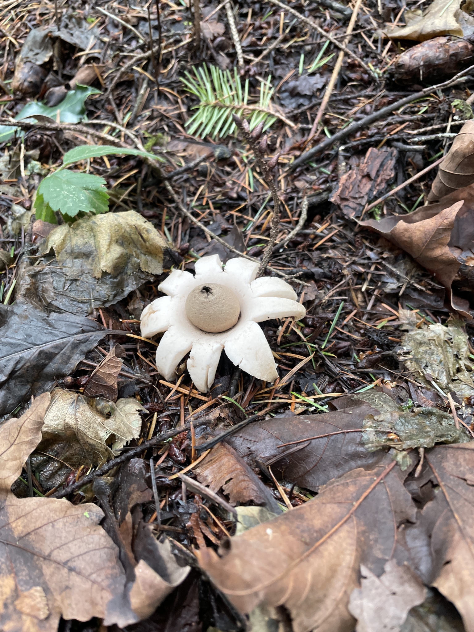 Geastrum saccatum