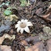 rounded earthstar