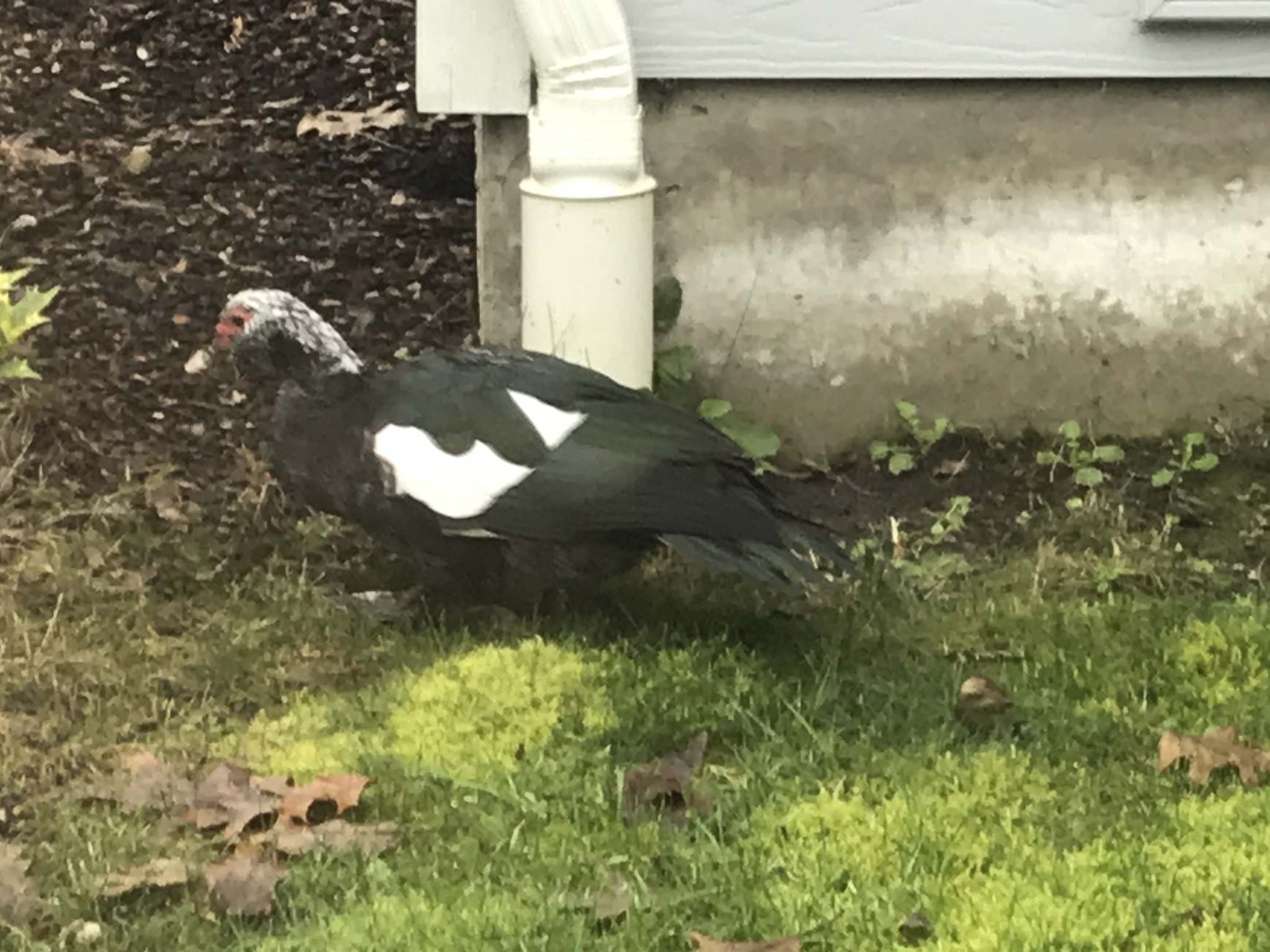 Cairina moschata domestica