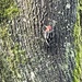 Red-breasted Sapsucker