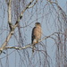 Cooper's Hawk