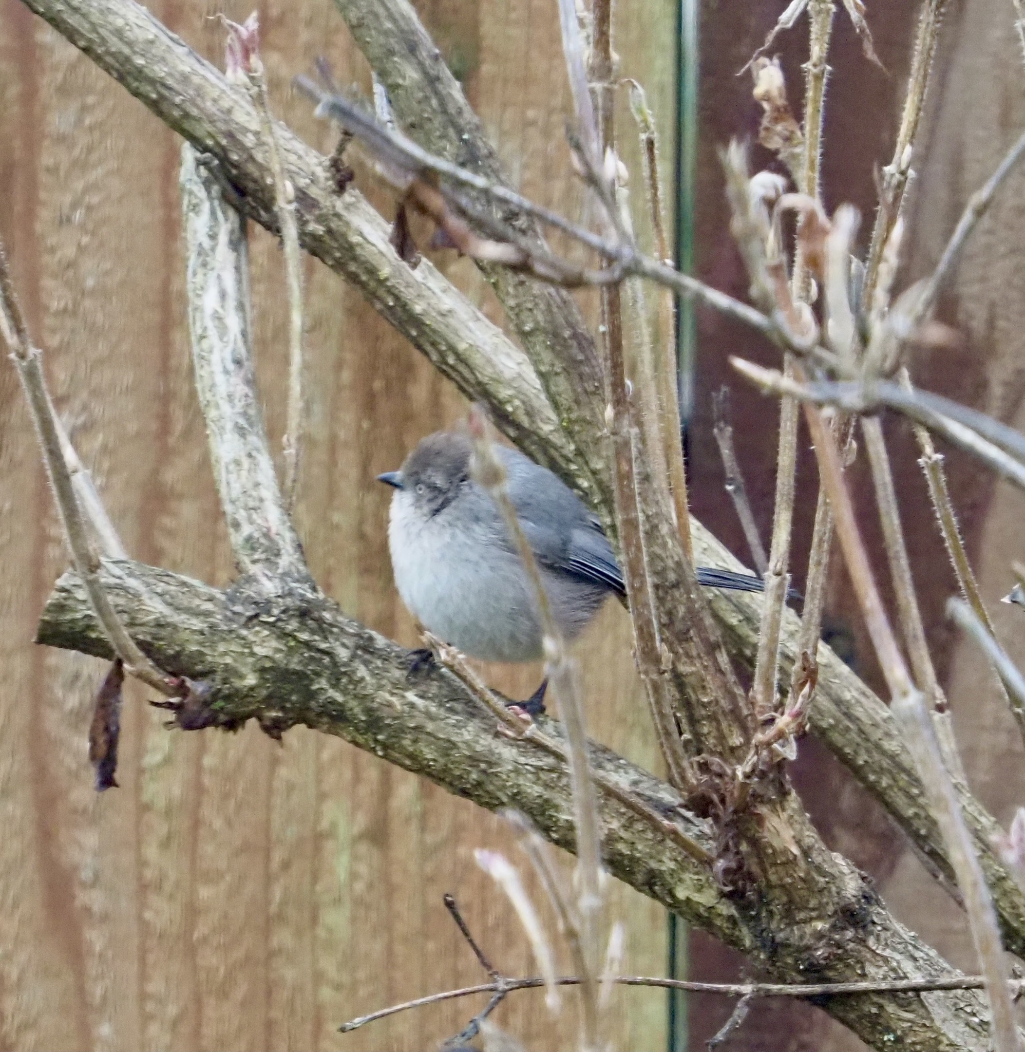 Psaltriparus minimus