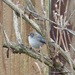 Bushtit