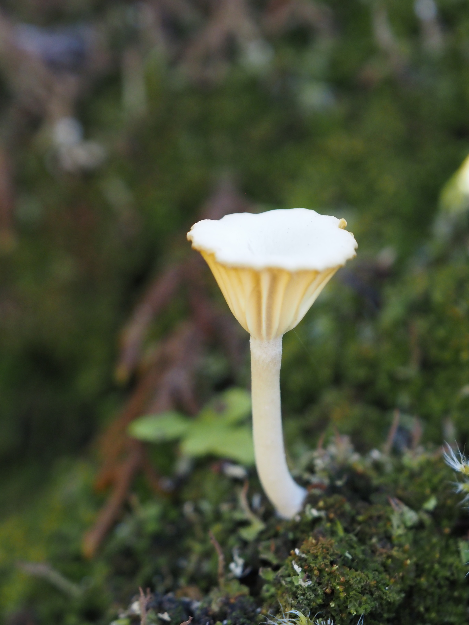 Lichenomphalia ericetorum