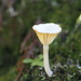 Lichen Agaric